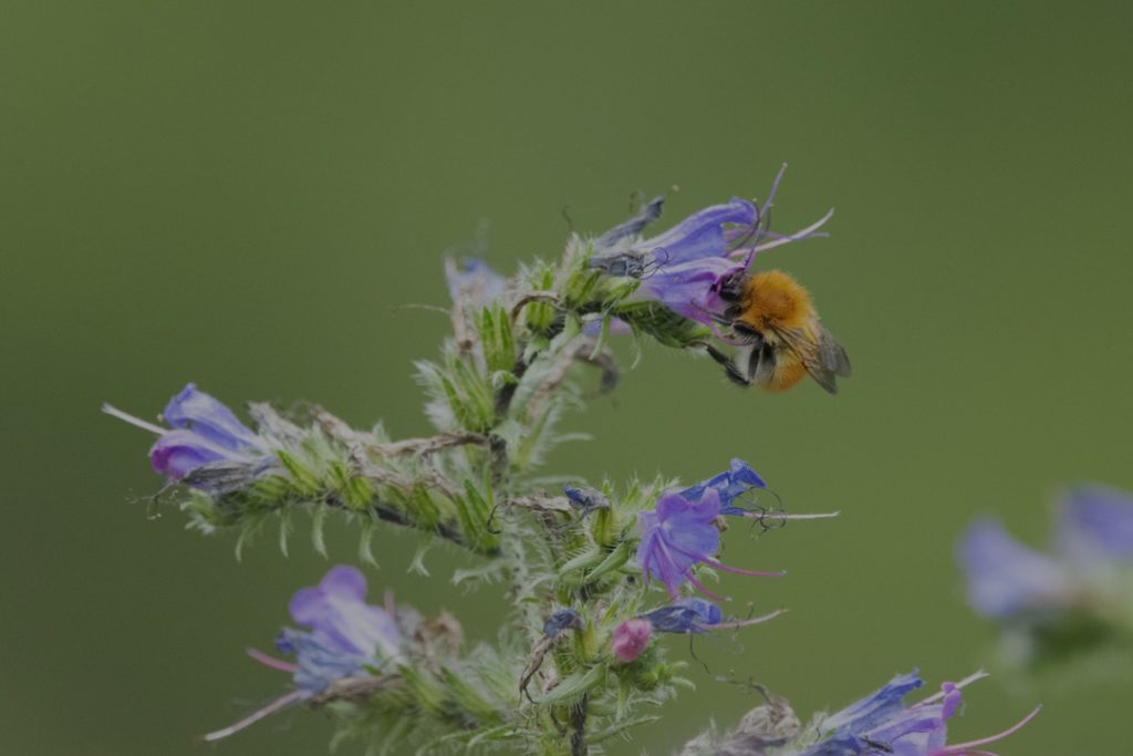 Imagen destacada. Fotografía de una abeja polinizando una flor