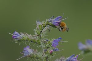 Imagen destacada. Fotografía de una abeja polinizando una flor