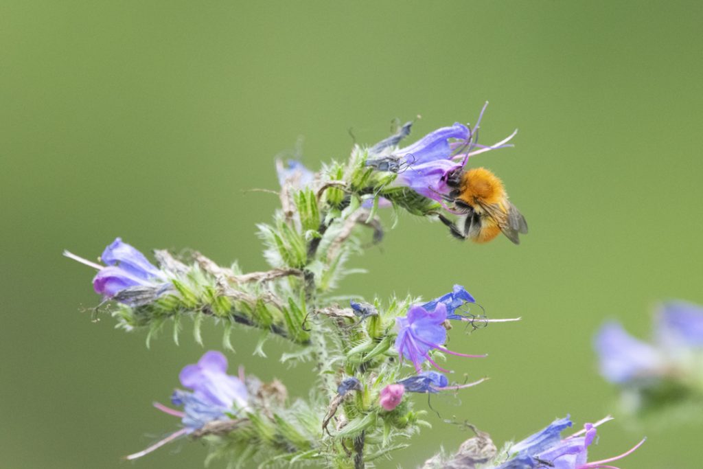 Concurso fotográfico. Fotografía de una abeja polinizando una flor