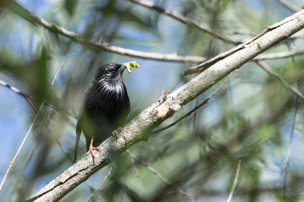Concurso fotográfico. Imagen en primera posición "Entre plumas y raíces"